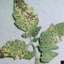 cc_septoria_leafspot_annular_leafspot_septoria_lycopersici_leaf2_bugw.jpg