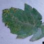 cc_septoria_leafspot_annular_leafspot_septoria_lycopersici_leaf_bugw.jpg