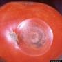 cc_anthracnose_colletotrichum_coccodes.jpg
