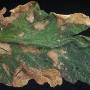 cc_anthracnose_of_tomato_leaves_2.jpg