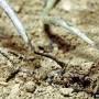 cc3.0_pythium-fonte_des_semis.jpg