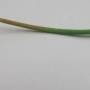 wiki_damping-off_fonte_pinus_seedling.jpg