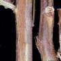 cc_fusarium_wilt_coupe_de_tige2_bugwood.jpg
