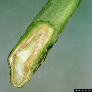 Fusariose, coupe de tige montant les vaisseaux de sève sclérosés, de couleur brune