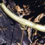 cc_fusarium_wilt_coupe_de_tige_bugwood.jpg