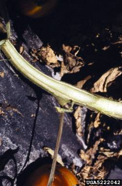 Fusariose, coupe de tige montant les vaisseaux de sève sclérosés, de couleur brune