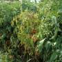cc_fusarium_wilt_plante_feuillage_bugwood.jpg