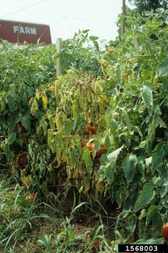 Plant atteint de fusariose, le feuillage d'une branche est jauni