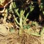 cc_fusarium_wilt_plante_racines_coupe_bugwood.jpg