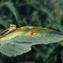 cc_verticillium_wilt_tomato_leaf_bugwood.jpg