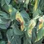 cc_verticillium_wilt_tomato_leaves_bugwood.jpg