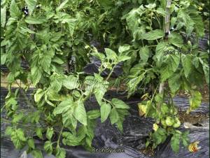 Début de verticilliose, à gauche sur tomate greffée, à droite sur pied franc (photo papo4334, Les Tomos)