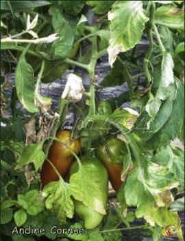 Verticilliose (photo papo4334, Les Tomos)