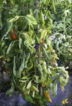 Verticilliose (photo papo4334, Les Tomos)