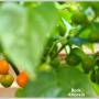 papo4334_bode-amarela2.jpg