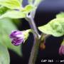 papo4334_cap_363.jpg