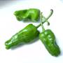 pimiento_de_padron.jpg