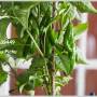 papo4334_p7110019-exp.jpg