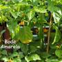 papo4334_bode-amarela.jpg