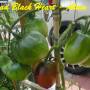alain60_brad_s_black_heart-3.jpg