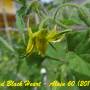 alain60_brad_s_black_heart-4.jpg