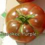 papo4334_cherokee_purple.jpg