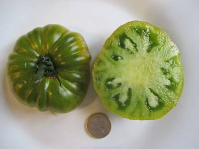 Tomate encore verte