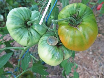 Tomate encore verte