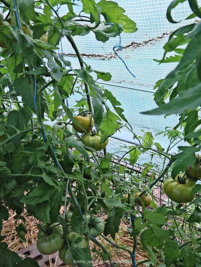 Tomate encore verte