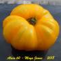 alain60_moya_jaune-2.jpg