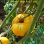 alain60_moya_jaune-6.jpg