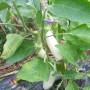 papo4334_dourga_plant.jpg