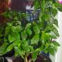 papo4334_hcaps_veget_h_75.jpg