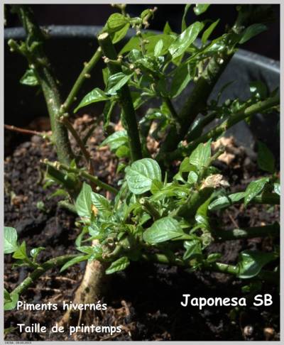 **Japonesa SB** hiverné, après taille de printemps