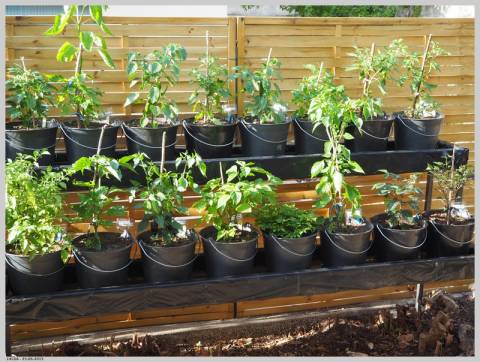 ~ 3 semaines après la mise en pots