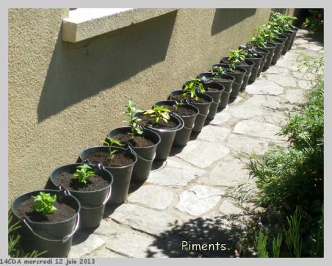le jour de la mise en pots