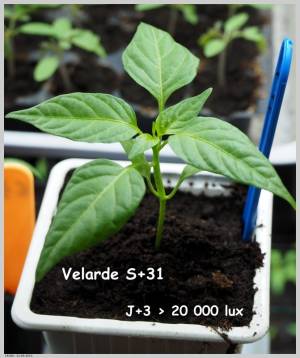 après 3 jours sous LED puissantes